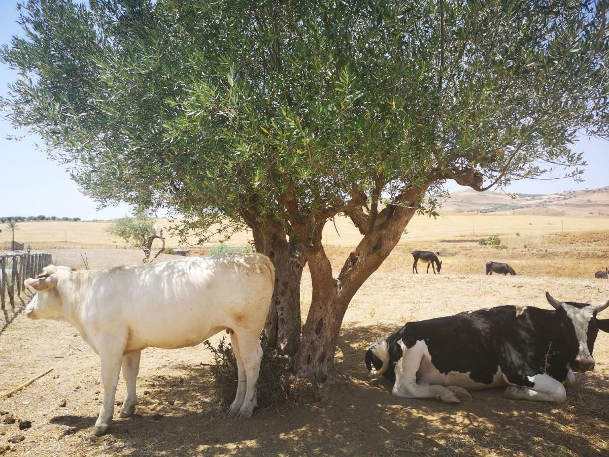 فيلا Assoroفي Sperone Agriturismo المظهر الخارجي الصورة